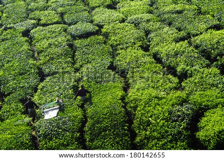 Pickers Harvesting Tea Leaves, Malaysia