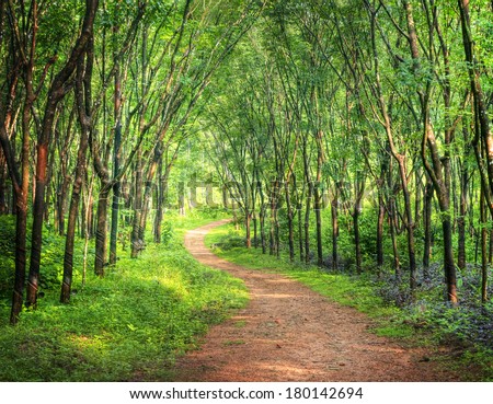 Enchanting Forest Lane in a Rubber Tree Plantation, Kerela, India