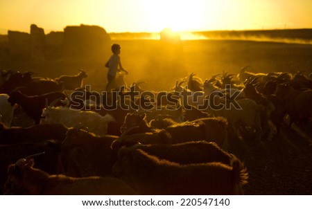 Kazakh boy herds his goats for milking. Gobi, Mongolia.