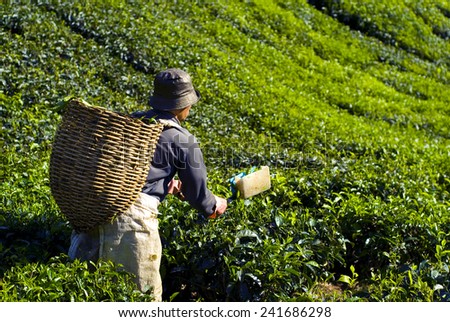 Picker harvesting tea leaves.