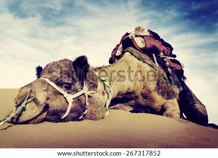 Animal Camel Desert Resting Concept