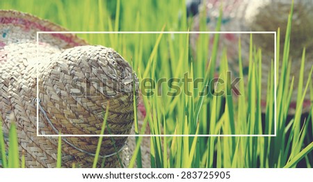Rice farmers in Malaysia Harvesting Concept