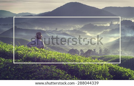 Farmer Tea Plantation Malaysia Fog Stunning View Nature Concept