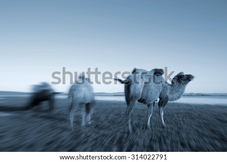 Camels Scenic Nature Animals Travel Concept