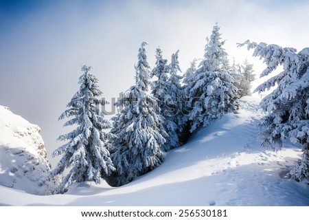 Pine trees covered in snow on winter season in Poiana Brasov, Romania