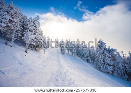 Ski forest path with pine trees covered in snow on winter season in Poiana Brasov, Romania