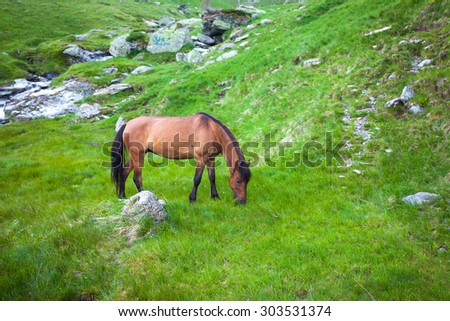 Wild brown horse feeding on Fagaras mountain
