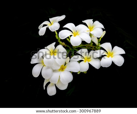 Glorious frangipani or plumeria flowers, with black background