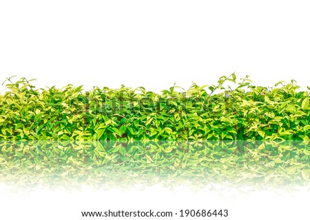 Green grass isolated with reflection for background, Green grass border