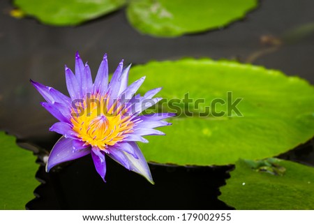 Beautiful purple blooming lotus flower on the water