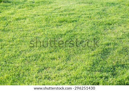 Bright Green grass background texture