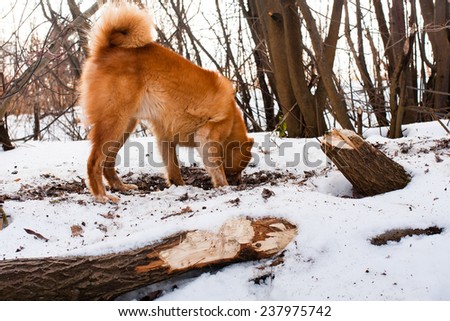 hunting dog digging a hole