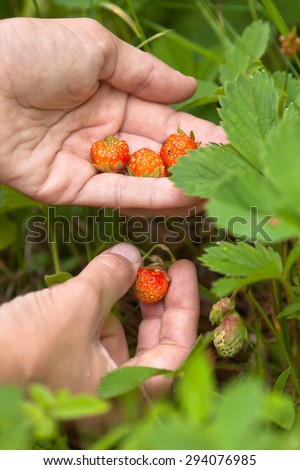 gathering of forest strawberries