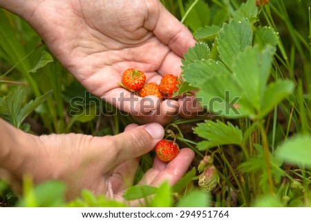 hand gathering of forest strawberries, closeup