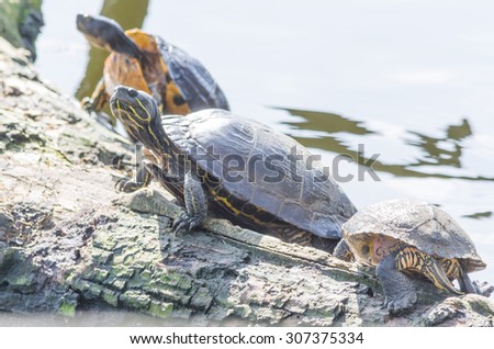 Three turtles basking on a log.