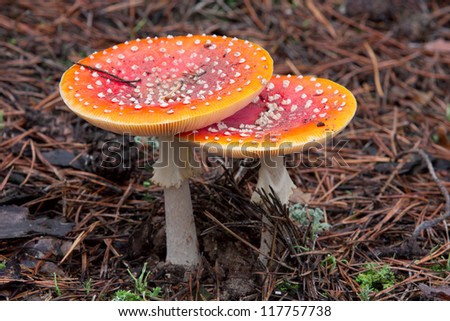toadstool mushroom in needles in autumn forest