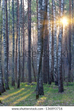 Scene in birch forest in sunset