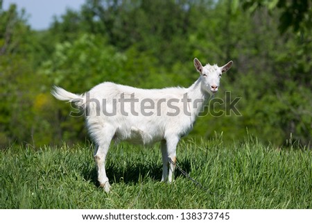Funny goat on green meadow