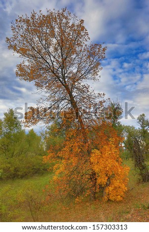 Nice autumn tree in september time