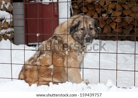 big dog behind grating in winter time