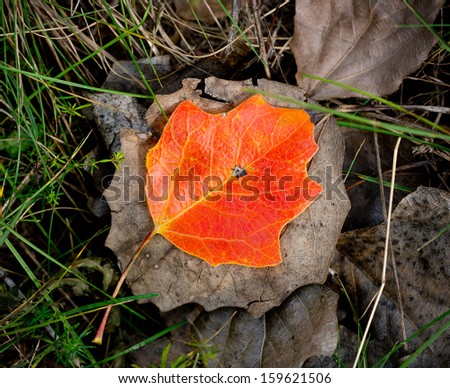 Nice autumn leafage on grass