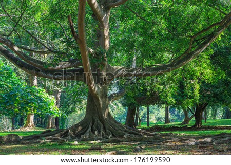 Big ficus tree in King\'s Garden. Kandy, Sri Lanka