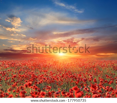 landscape with nice sunset over poppy field