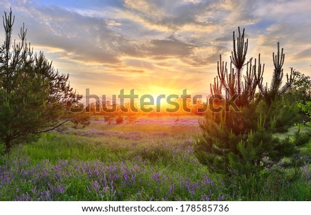 sunset over meadow in summer forest