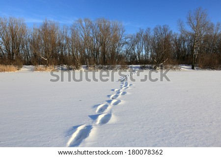 pathway on winter meadow in nice day