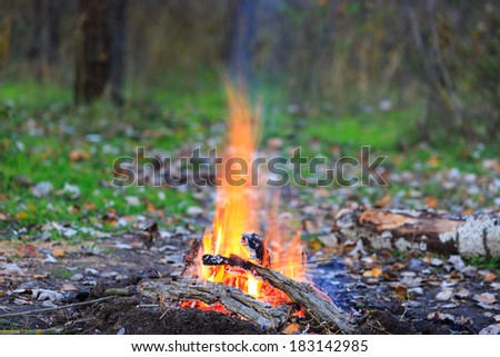 camp fire in autumn forest