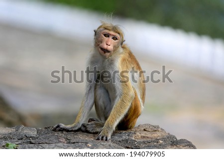 Alone Funny monkey seat on stone