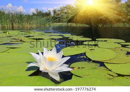 Nice white lily on lake water
