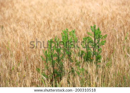 weed green plants on crop field