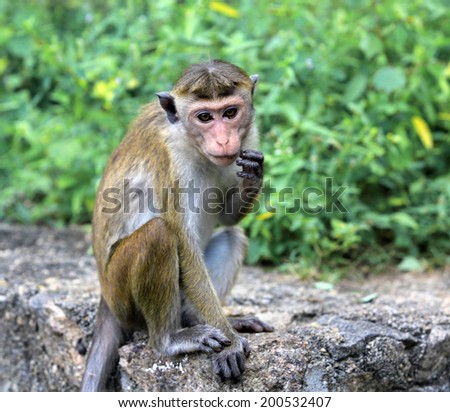 Funny monkey sit on stone