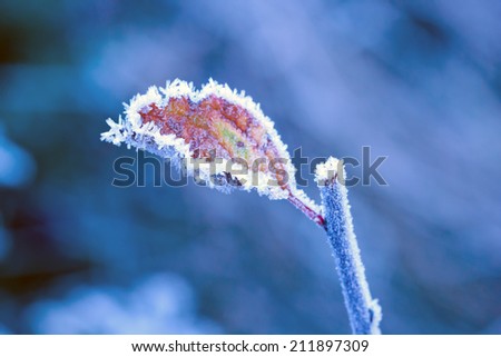 brunch in frost -photo with very shallow focus