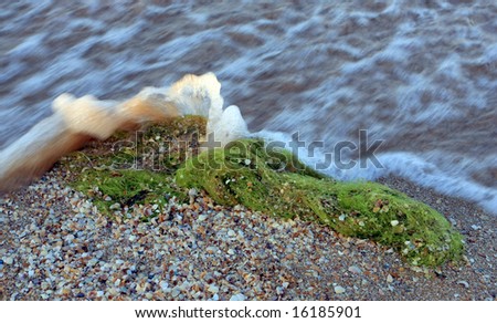 seaweed on beach resist to sea water