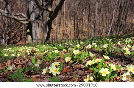 Flower Glade