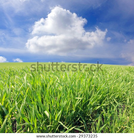 Green grass and clouds in sky