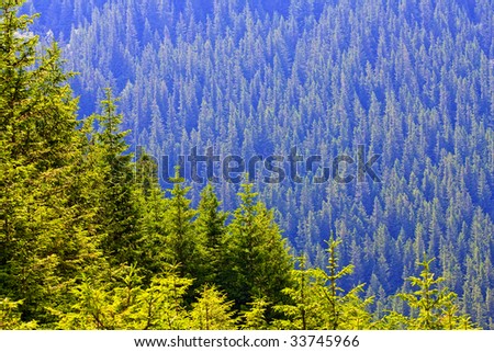 Abstract nature forests background