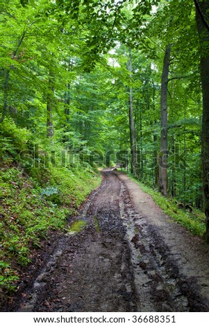 dirty road in green forest