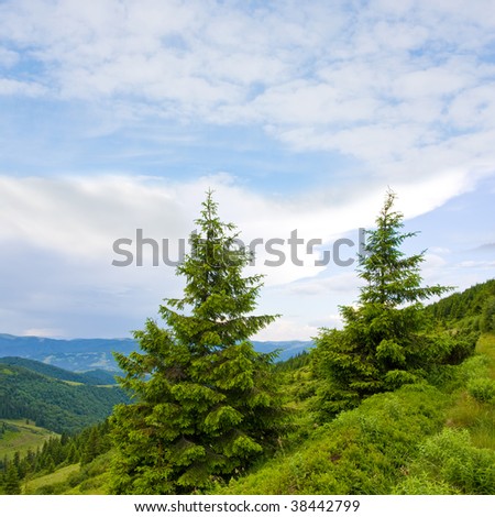 Mountain landscape with  trees on bent