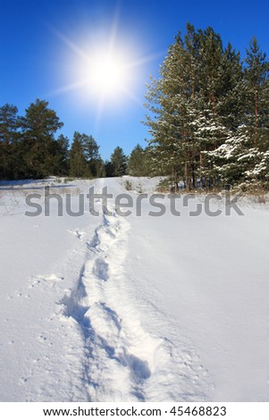 show path in forest at nice winter day