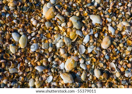 seashell wallpaper. seashell background