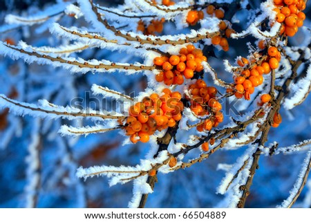 The branches of sea-buckthorn with snow