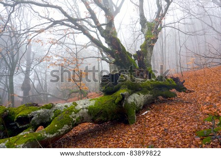 Old oak tree in misty forest