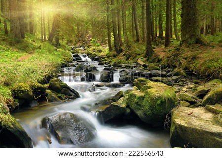 Mountain stream in green forest at spring time