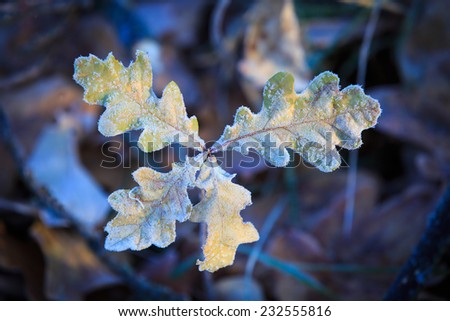 Oak brunch in first frost