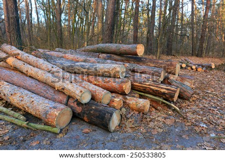 Wooden logs in pine forest