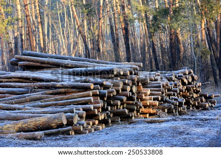 frosted wooden logs in forest