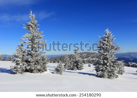 pines in winter mountains at nice sunny day